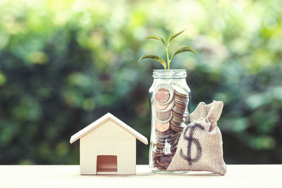 Close-up of small plant on table against building