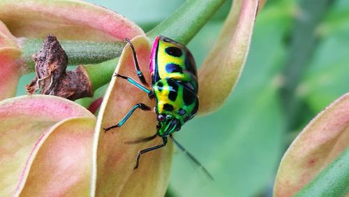 Close-up of insect on plant