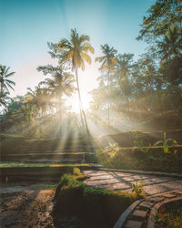 Sunlight falling on palm trees against sky