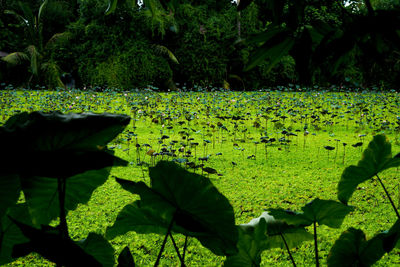 Plants growing on field by lake