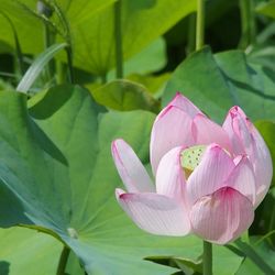 Close-up of pink lotus blooming outdoors