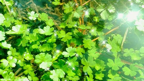 Plants growing in water