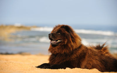 Close-up of dog by water against sky