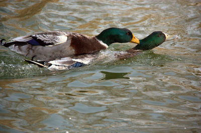 Ducks in lake