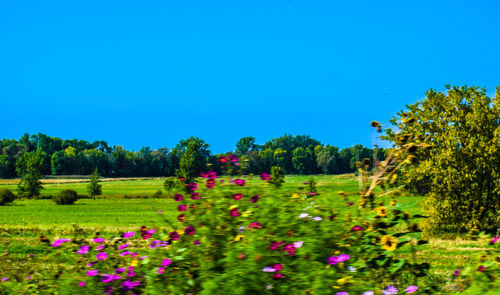 Scenic view of flowering plants on field against clear blue sky