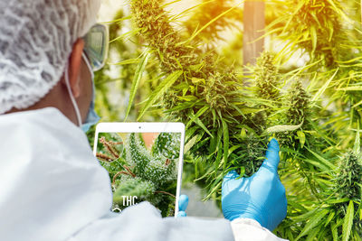 Man holding plants in farm