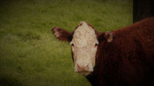 Portrait of cow on field