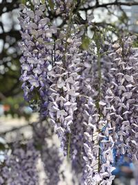 Close-up of purple flowering plant