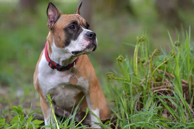 Dog looking away on field