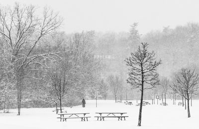 Bare trees on snow field against clear sky