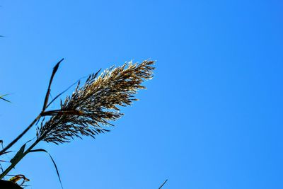 Low angle view of trees against clear blue sky