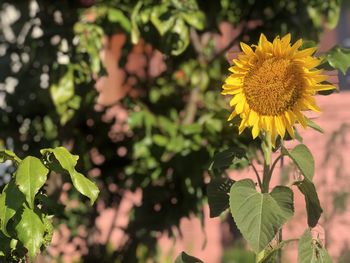 Close-up of yellow flowering plant