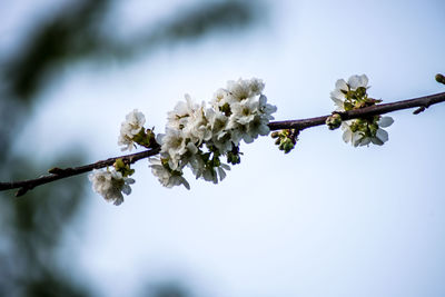 Low angle view of white flowers on branch