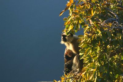 Monkey with infant sitting against clear sky