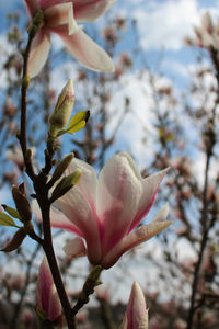 Close-up of pink flowers