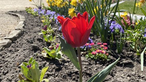 Close-up of red crocus flowers growing on field