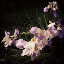 Close-up of purple flowers