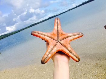 Low angle view of starfish against sky
