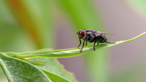 Close-up of insect on leaf