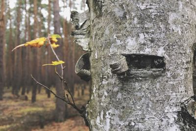 Close-up of tree trunk