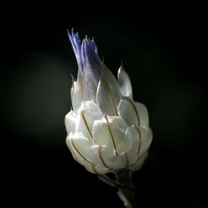 Close-up of white flower against black background