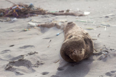 High angle view of animal sleeping on beach