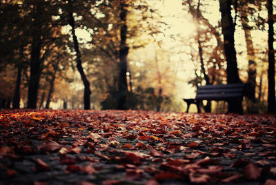 Fallen autumn leaves on footpath in park