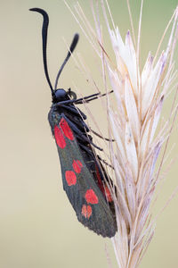 Close-up of butterfly on plant