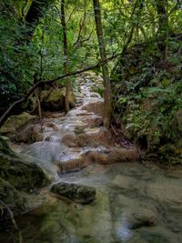 Scenic view of river flowing in forest