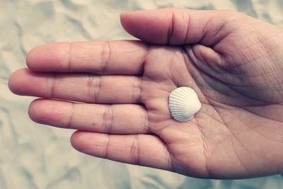 Close-up of hand holding seashell