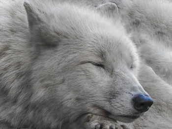 Close-up of dog sleeping