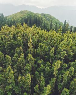 Scenic view of trees in forest