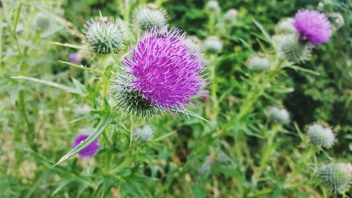Close-up of thistle blooming outdoors