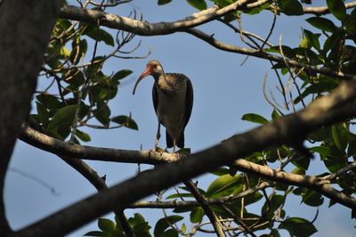 Low angle view of birds perching on branch
