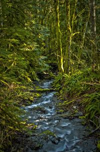 Stream amidst plants in forest