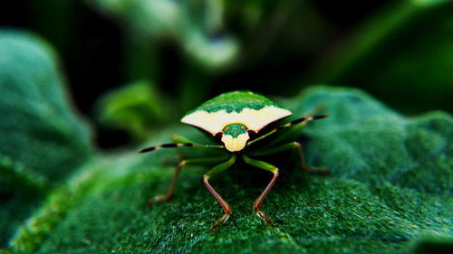 Close-up of insect on leaf