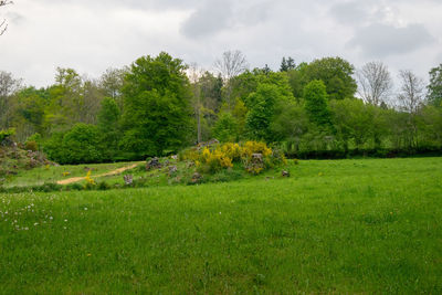 Scenic view of trees on field against sky