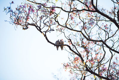 Low angle view of cherry blossoms on tree