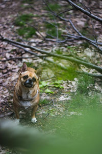 Dog in a forest