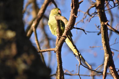 Low angle view of bird perching on branch