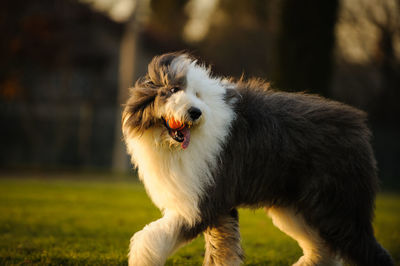 Full length of a dog on field