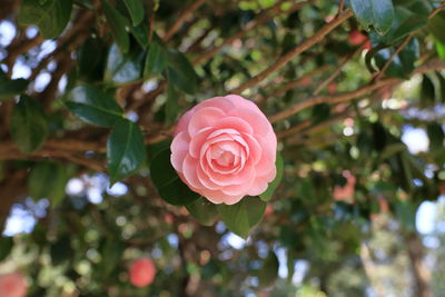 Close-up of pink rose