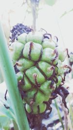 Close-up of berries growing on plant