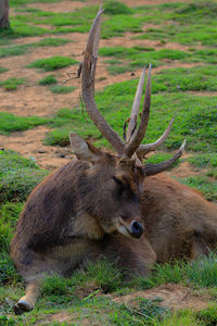 Deer relaxing on field