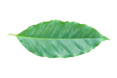 Close-up of leaf against white background