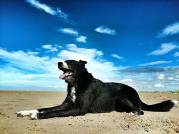 Dog sitting on sand at beach against sky