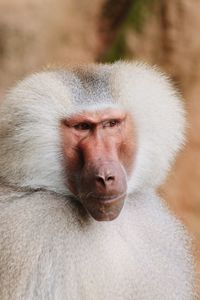 Close-up of monkey looking away