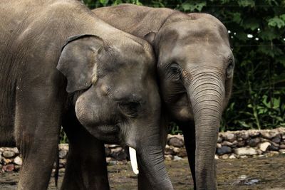 Close-up of elephant