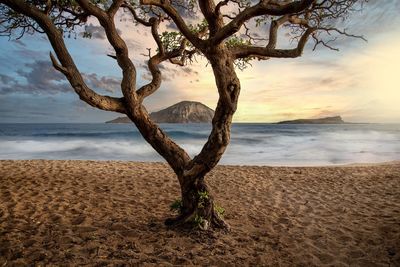 Tree trunk by sea against sky