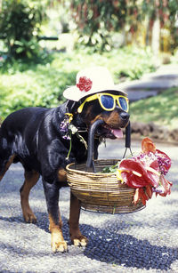 Rottweiler wearing sunglasses and hat while carrying wicker basket on footpath